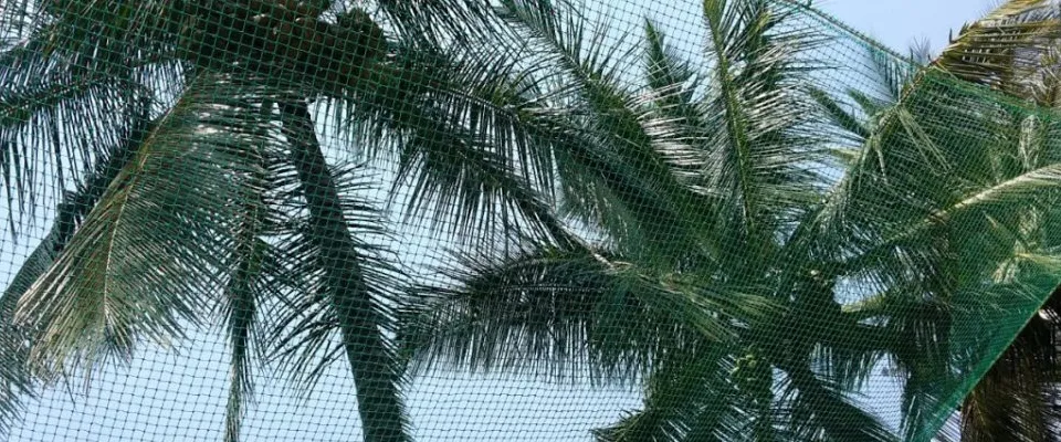 Coconut Safety Nets in Hyderabad