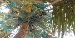 Coconut Safety Nets in Hyderabad