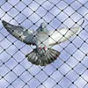 Anti Bird Nets in Manikonda